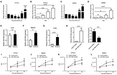 MicroRNA-199a Inhibits Cellular Autophagy and Downregulates IFN-β Expression by Targeting TBK1 in Mycobacterium bovis Infected Cells